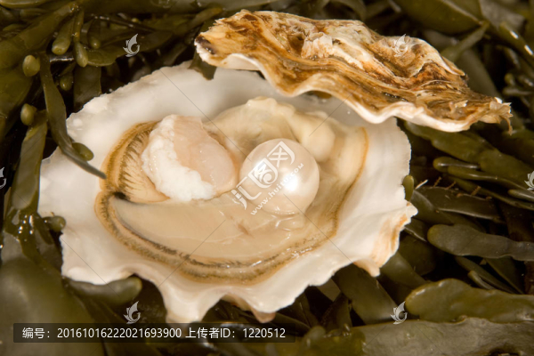 珍珠開蠔