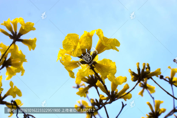 黃色的花