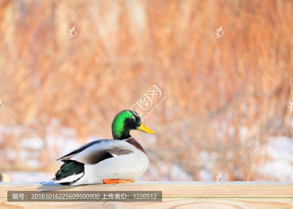 綠頭鴨