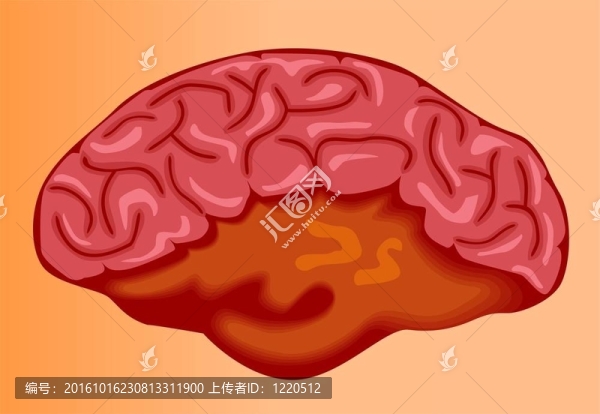 腦