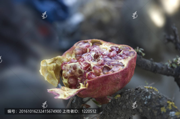 石榴