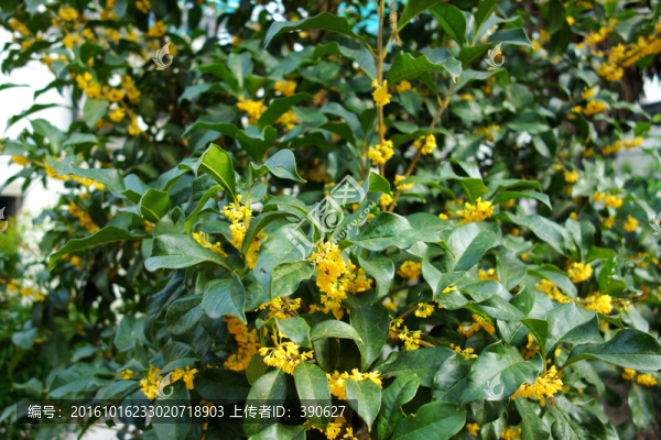 桂花樹