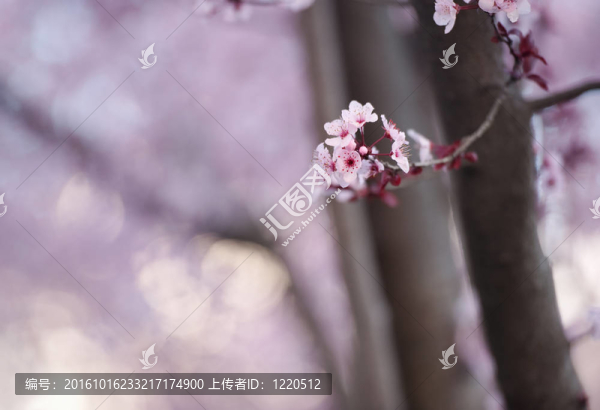 粉紅色的花有模糊的背景