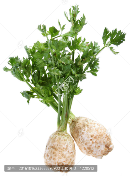 芹菜根