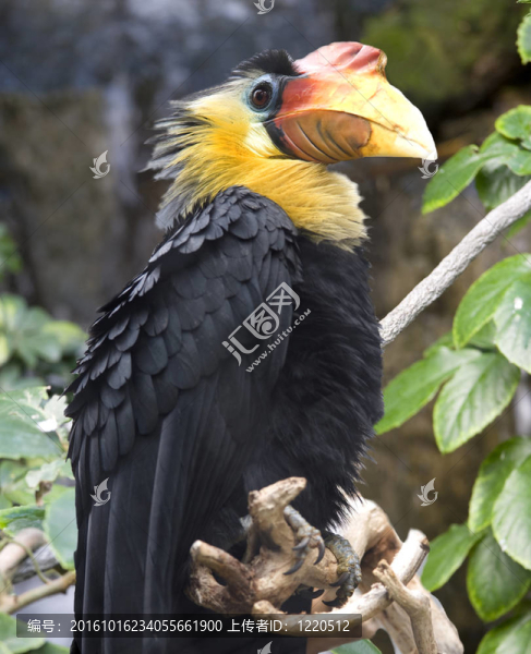 皺盔犀鳥；成年男性；印度尼西亞鸚鵡巨嘴鳥