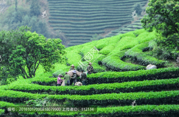 茶園采茶