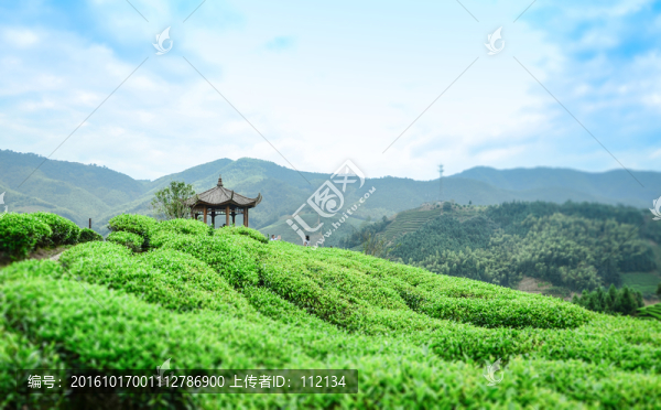茶園風(fēng)光