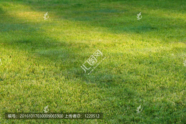 日光斑草