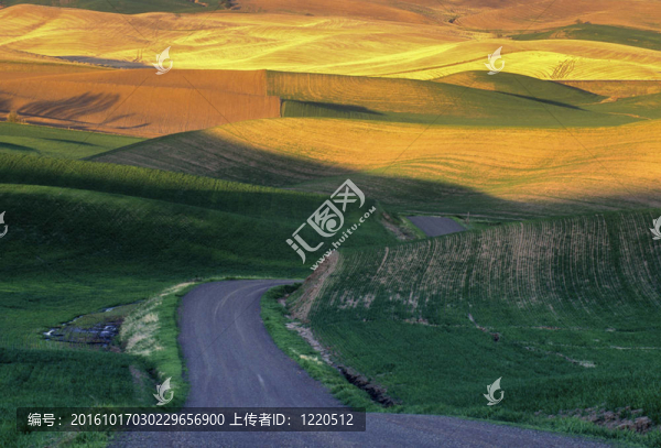 帕盧斯麥田和道路
