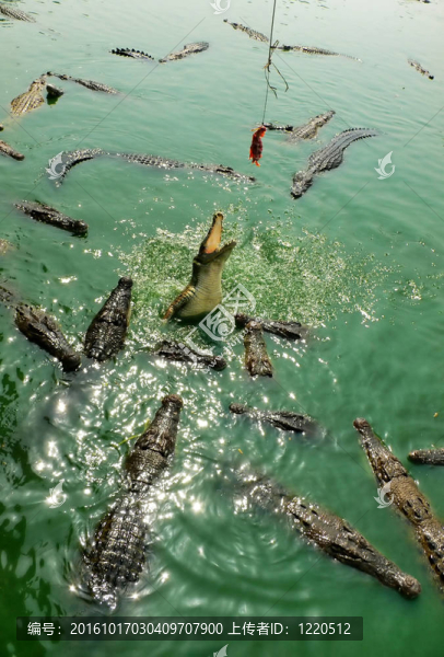 鱷魚