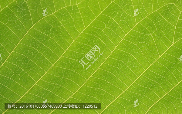 綠色的葉子