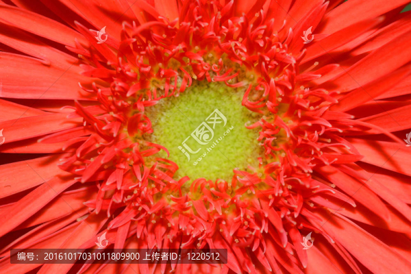 紅色的雛菊花