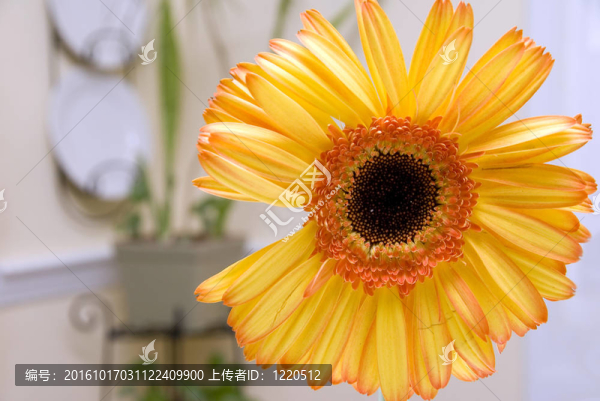 黃色的非洲菊雛菊