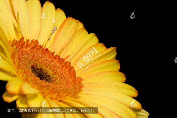 黃色的雛菊