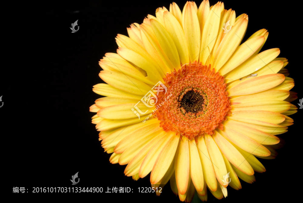 黃色的雛菊