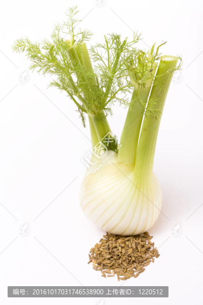 茴香