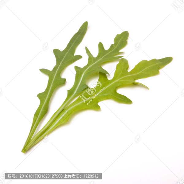 火箭葉