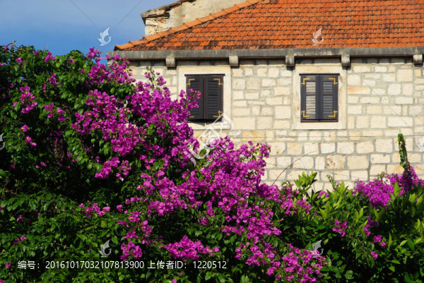 Bougainvillea,04