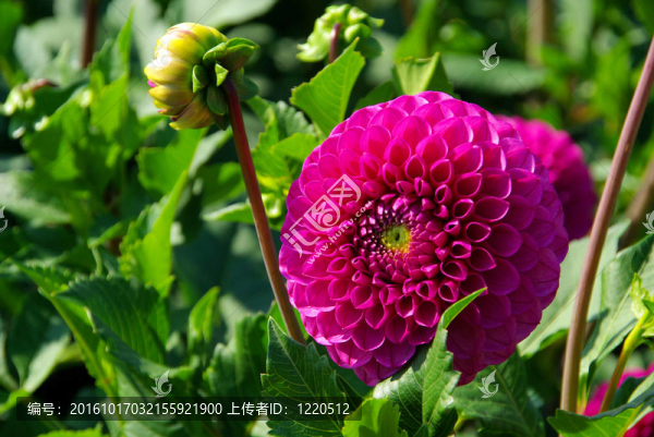 Dahlia,109
