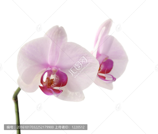 蘭花