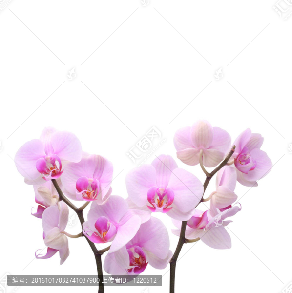 蘭花