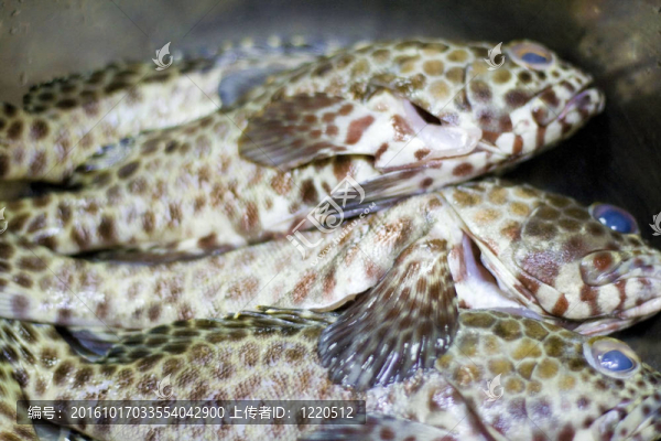 石斑魚
