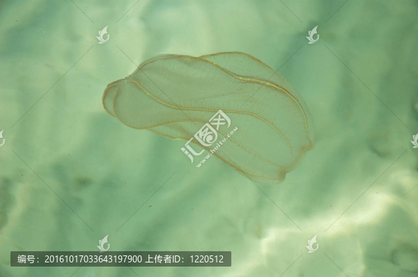 水母