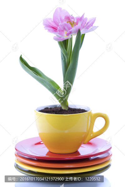 在杯子里種植郁金香