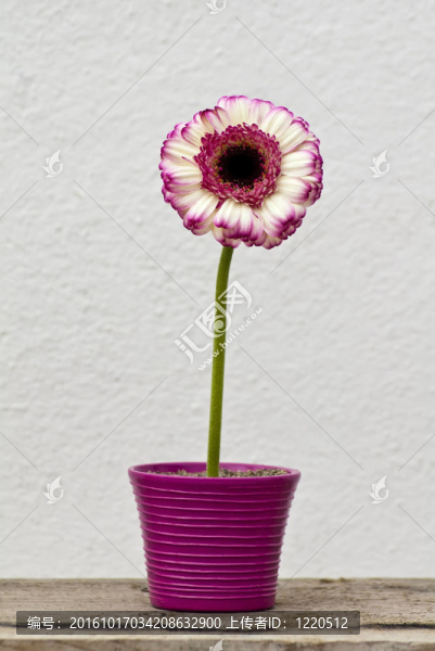 花在花瓶