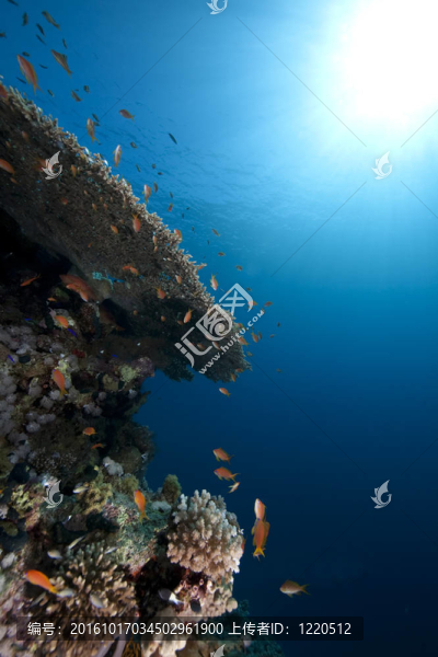 海洋；魚與珊瑚