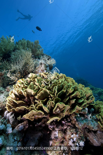 snorkler；魚類和珊瑚