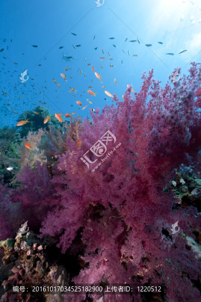 海洋；魚與珊瑚