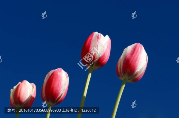粉紅色和白色郁金香對(duì)深藍(lán)色的天空