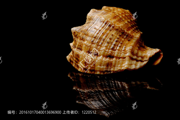 海貝殼