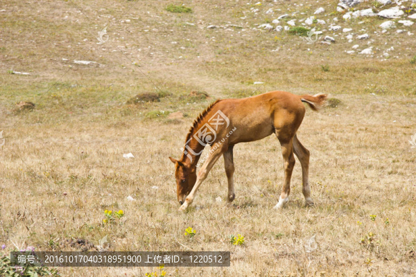 小馬駒