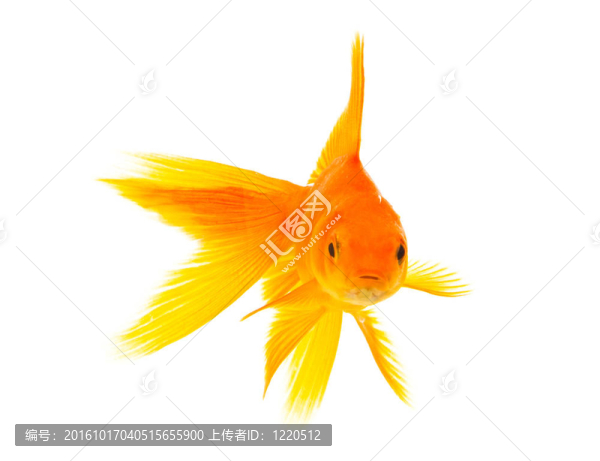 金魚