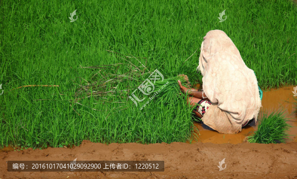 婦女；種植水稻