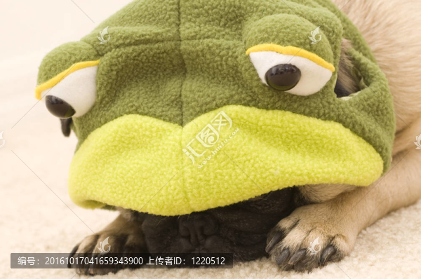 泥料在龜服裝