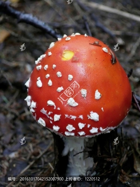 羊肚菌。