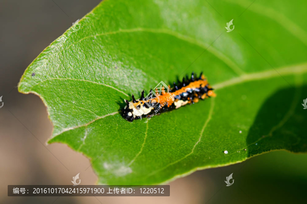蛾卡特彼勒