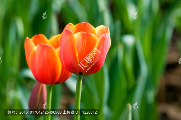 紅色郁金香的花朵