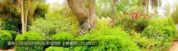 叢林中的花園