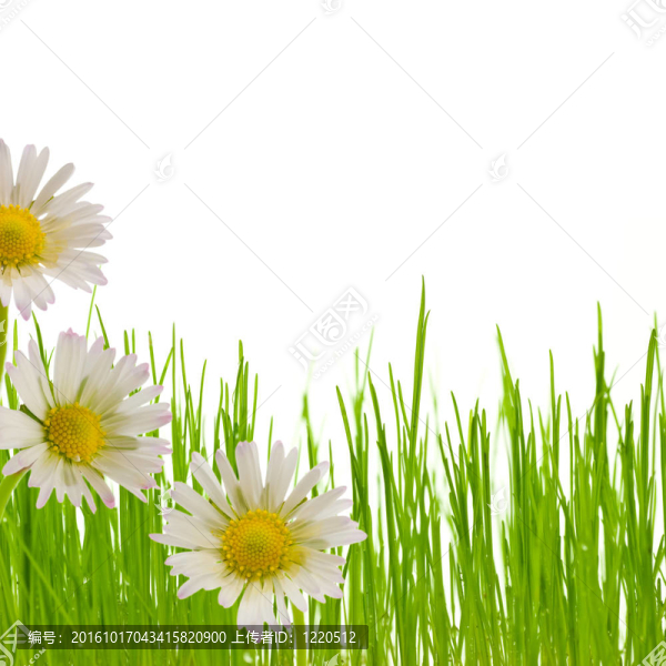 雛菊花；春季花藝設(shè)計