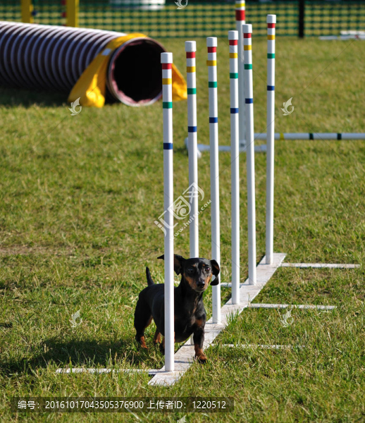 黑色迷你臘腸犬穿過編織桿在狗的敏捷性試驗；復(fù)制空間；垂直