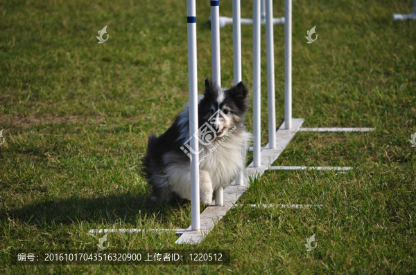 喜樂蒂牧羊犬（喜樂蒂）穿過編織桿在狗的敏捷性試驗