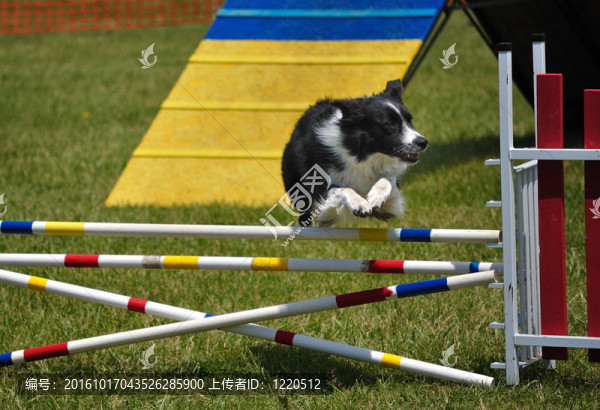 邊境牧羊犬的跨越在敏捷犬試驗雙跳