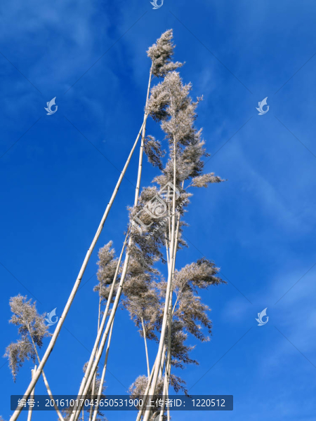 草