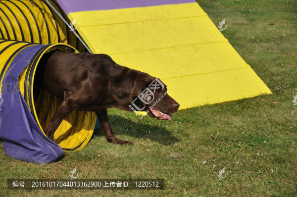 巧克力拉布拉多獵犬離開黃敏捷隧道