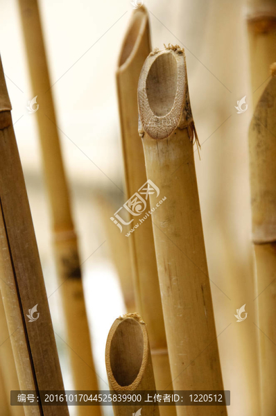 竹