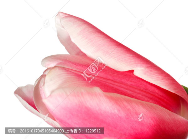 白色郁金香花